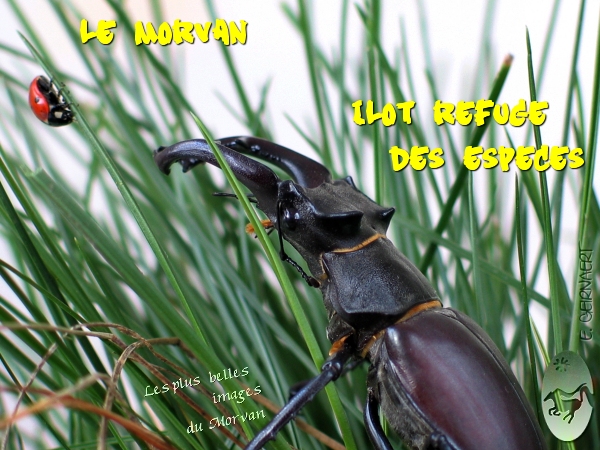 Le Morvan îlot refuge pour de précieux insectes... 